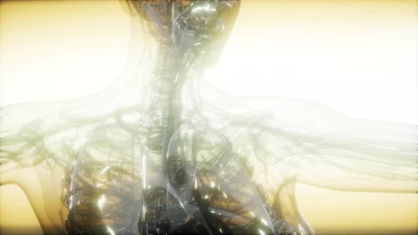 X-Ray Image Of Human Body alt