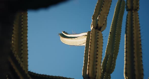 Big green cactus in front of a blue sky on a sunny day, close up, slow motion