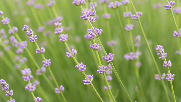 Close-up of beautiful blooming lavender flowers sway in the wind. Blooming purple fragrant lavender