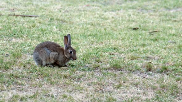 Single small eastern grey rabbit eating green grass on a parkland area in Australia. COPY SPACE