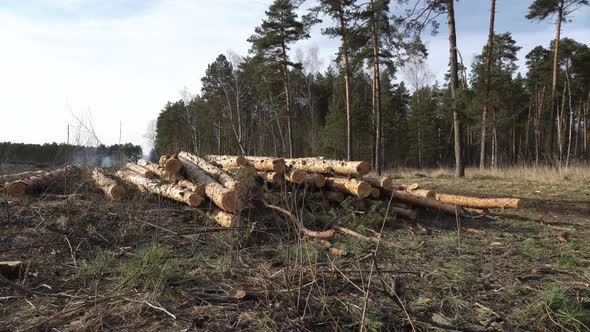 Landscape with a Pile of Felled Tree Trunks Lying in a Conifer Forest at a Summer Day