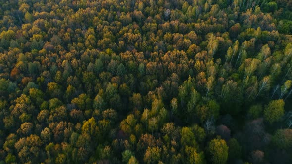 Wild Spring Forest on Sunset