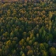 Wild Spring Forest on Sunset - VideoHive Item for Sale