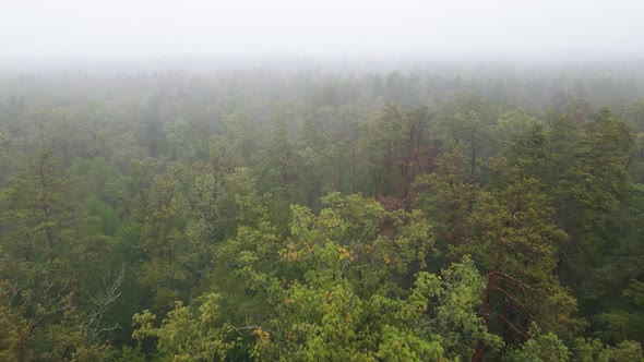 Fog in the Forest Aerial View