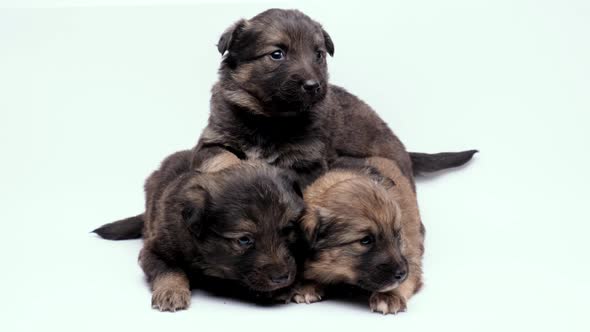 Three Puppies on a White Background Lie on Top of Each Other
