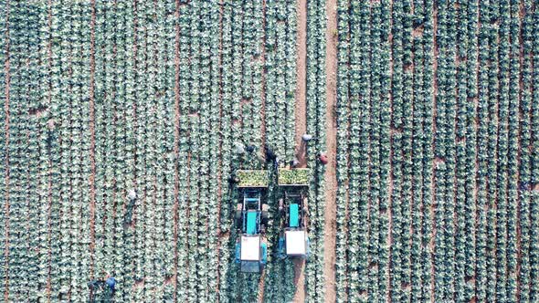 Harvesters and Farmers are Collecting Cabbage in a Top View