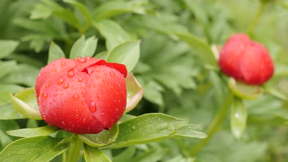 Paeonia peregrina flower shallow DOF 4K 2160p 30fps UltraHD footage - Close-up of  red Paeoniaceae p