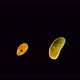 Crustacea Ostracoda Under the Microscope, Zooplankton Lives in Fresh and Sea Water, the Body Is - VideoHive Item for Sale
