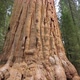 Giant Sequoia Tree in Sequoia National Park - VideoHive Item for Sale