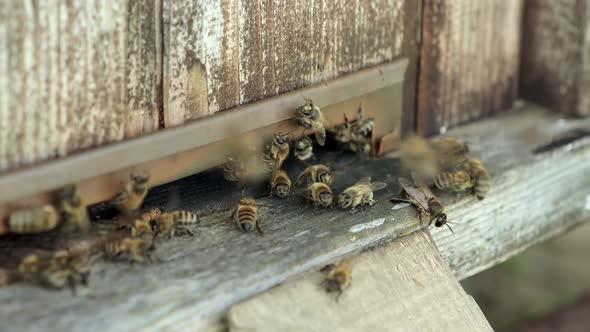 Bee honeycomb, Plank with honeycomb from the hive. Honey bee. Honey bees on the home apiary.