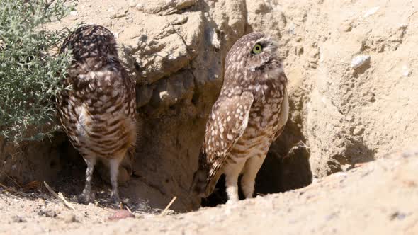 Burrowing Owl in the Desert