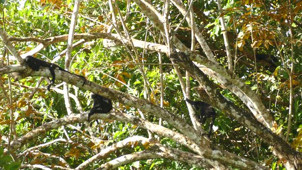 Mother Mantled Howler Monkey with baby monkey on the back climbing on branches in huge trees in Pana