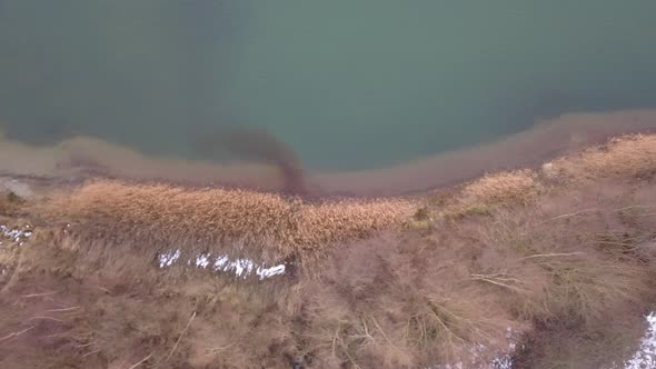 Aerial View of the Shore of a Big Forest Lake Showing the Clear Water the Sandy Beach and the Trees