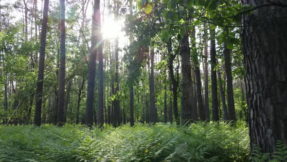 Summer Forest with Pine Trees Slow Motion