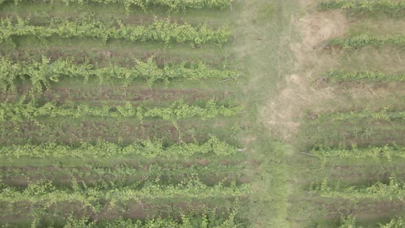 Aerial flight over beautiful vineyard landscape in village Babaneuli, Georgia