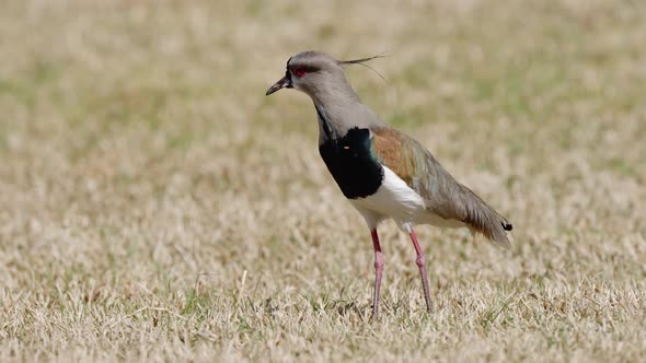 Curious lapwing standing on dry grass in daylight, shallow DOF