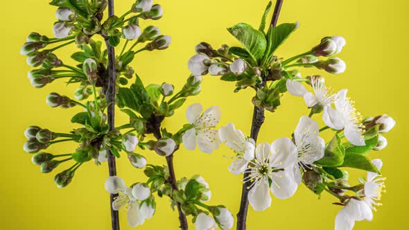 Blossoming Apple-tree Time Lapse on Yellow Background