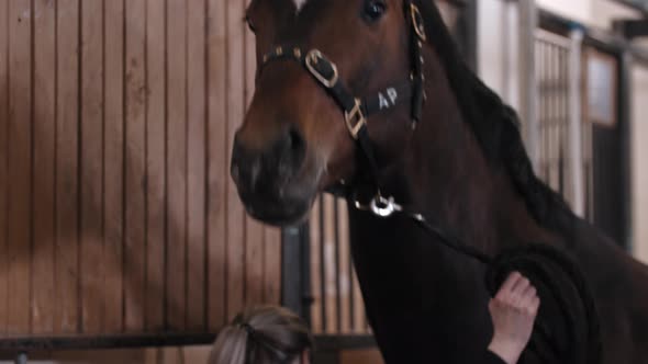 Woman Works with a Strong Dark Brown Horse on the Farm