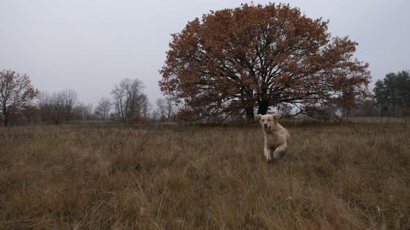 Labrador Retriever Running Through Autumn Field