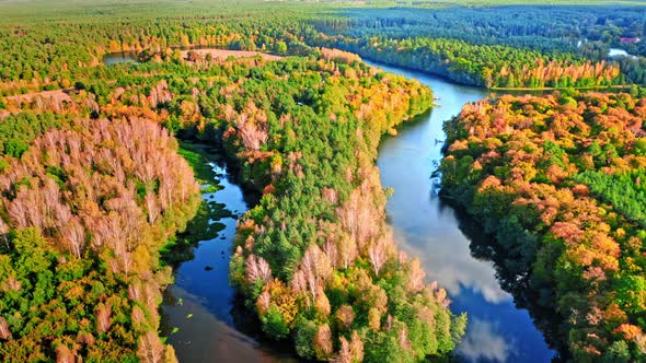 Forest and curvy river, aerial view, autumn wildlife in Poland