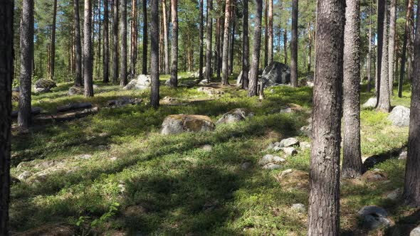 Flight in the evergreen forest on a summer sunny day