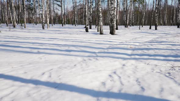 Sunny day in winter forest