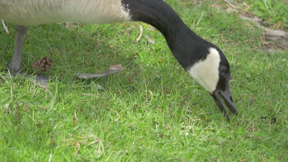 Close up view of a goose