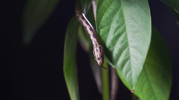 Baby Boa Constrictor Crawls in Green Leaves on a Black Background