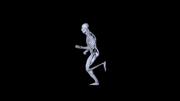 Skeleton Man Anatomy Running