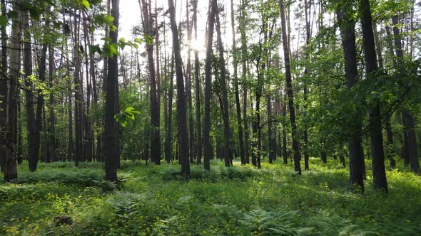 Summer Forest with Pine Trees Slow Motion