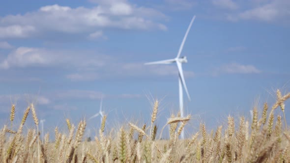 Agricultural Landscape in a Golden Field of Wheat and Wind Turbines