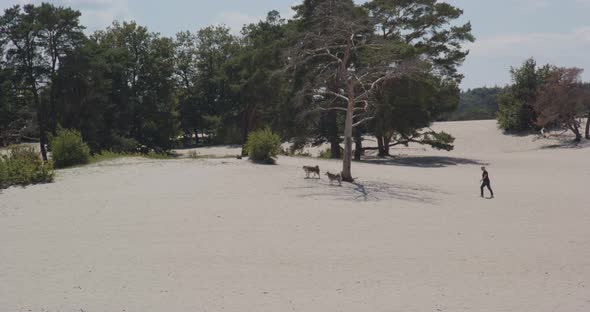 Man walking behind his two dogs in beautiful sand dunes on a sunny summer day