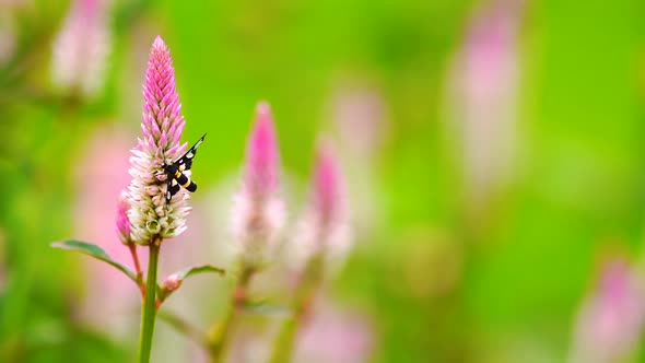 Butterfly on pink flower in green field background