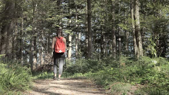 Sporty hikers on path with trekking poles traveling along forest