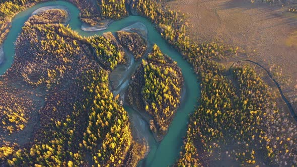 Yellow Larches on Island and Chuya River in Autumn. Aerial View. Altai, Russia