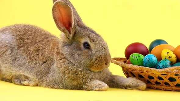 a Small Fluffy Brown Easter Bunny Lies Near a Wooden Wicker Basket with a Variety of Colorful Eggs