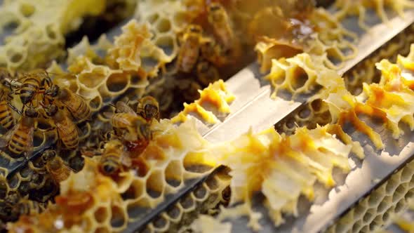 Beekeeper. Bees Fill Honeycombs With Fresh Honey. Honey Products. Rural Industries, Medicine.