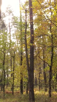 Vertical Video Trees in the Autumn Forest in the Afternoon