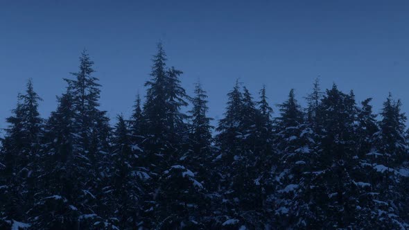 Snowfall On Tree Tops At Dusk