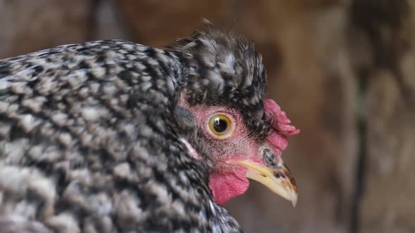 Close Up of Chicken Outdoors