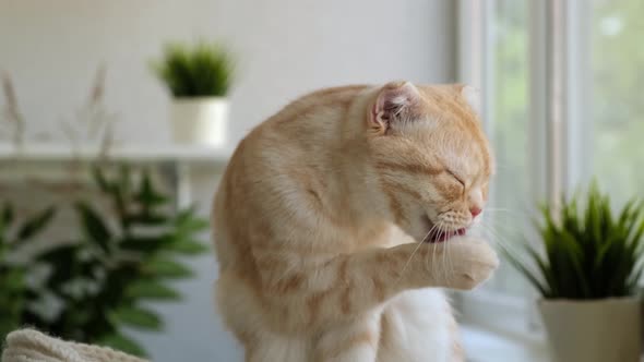 Cute Red Cat Breed Scottish Fold Licks Itself at Home Close Up