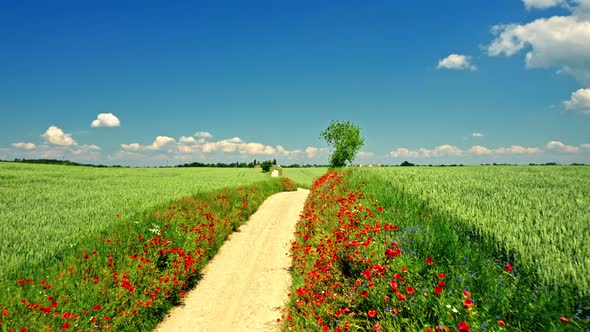 Country road, green field and poppies in summer, aerial view