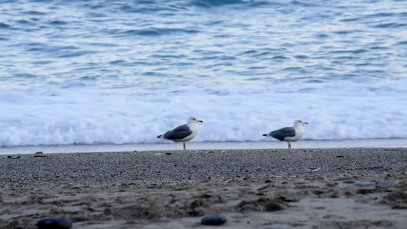 Seagulls on the Shore