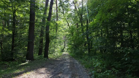 Trees in the Forest By Summer Day