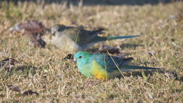 close high frame rate shot of a pair of red-rumped parrots feeding