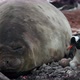 MS Elephant seal (Mirounga leonina) with gentoo penguin (Pygoscelis papua) at Waterboat Point / Anta - VideoHive Item for Sale