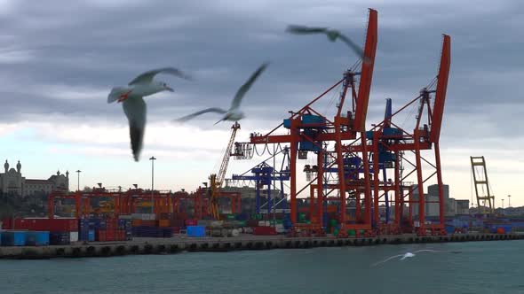 Cargo Harbor And Gulls