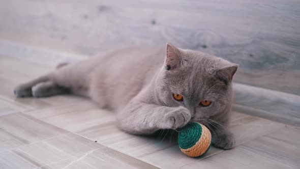 Beautiful Gray British Cat Plays with a Ball on Floor