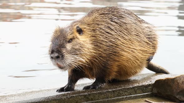 Cute Nutria Washes and Cleans Its Wool on the River Bank