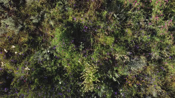 Field of Medicinal Herbs Aerial View